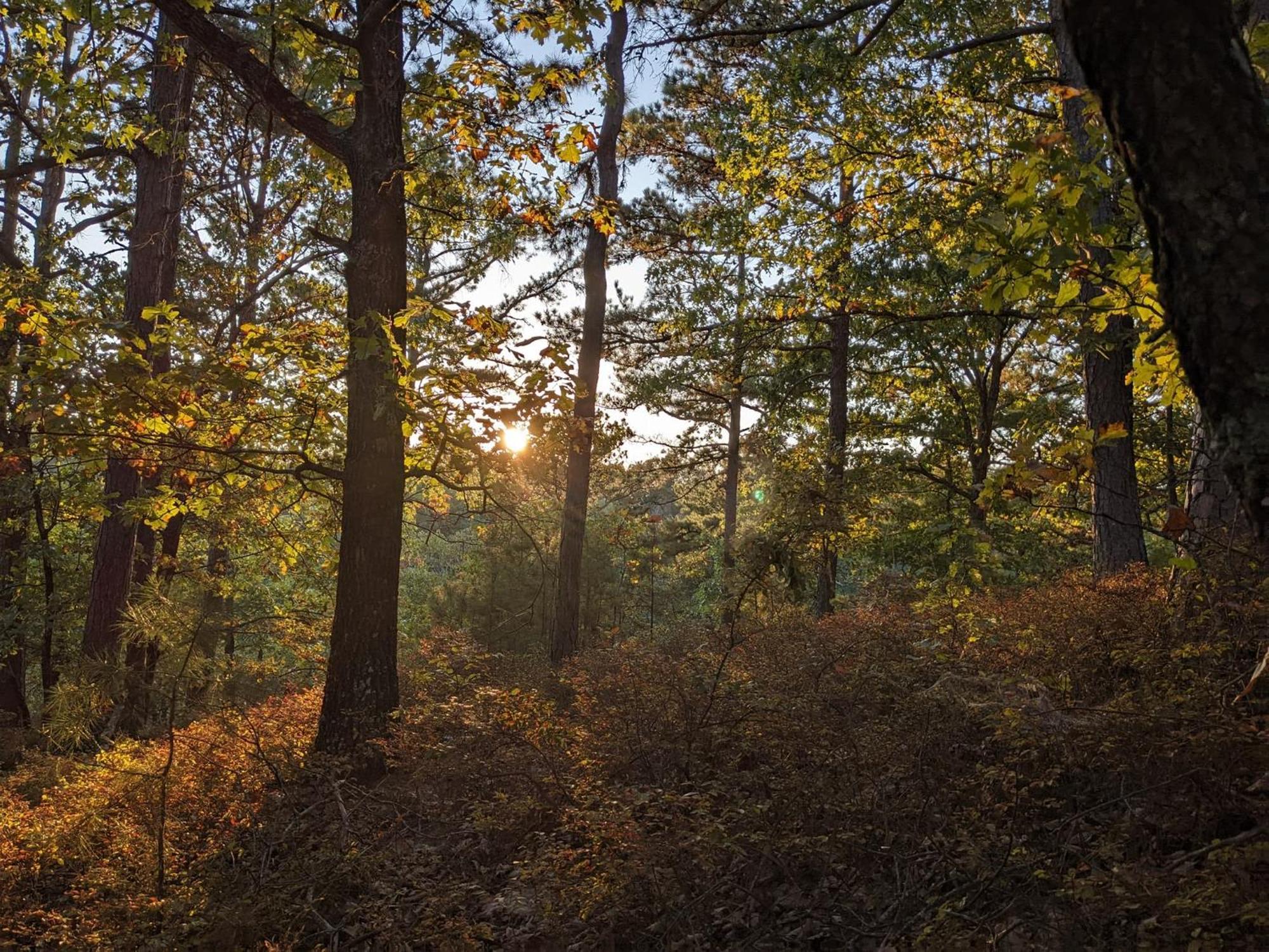Loblolly Pines Adventure Cabin 4 King ユリーカ・スプリングス エクステリア 写真